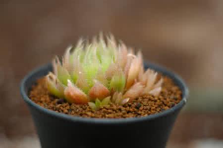 ƺӷⶳٶȼӿ쳤ȴﵽ631.3 ǧ׷